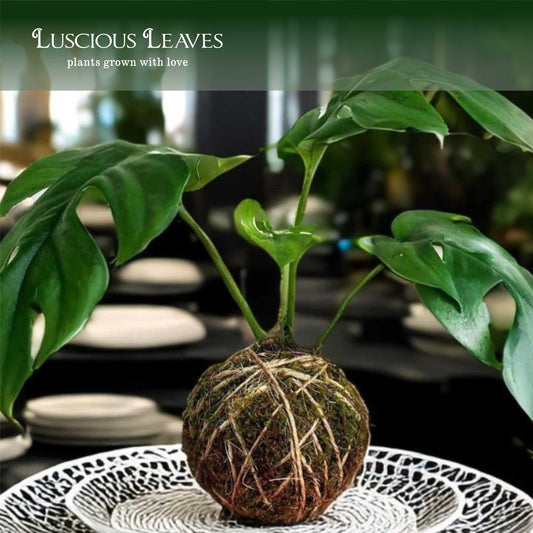 Kokedama Workshop at H2O Salon 03/23/2025