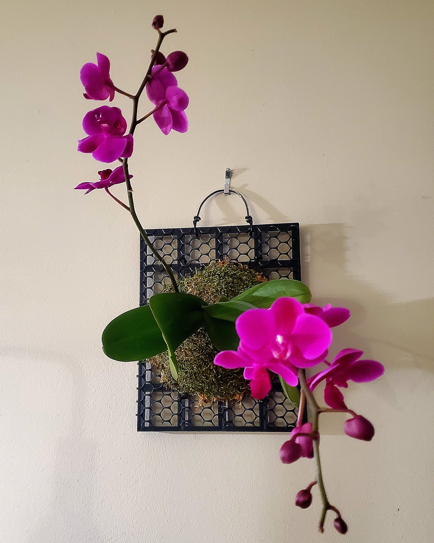 Care, Rehabbing and Mounting of Orchids Workshop at H2O Salon 04/05/2025