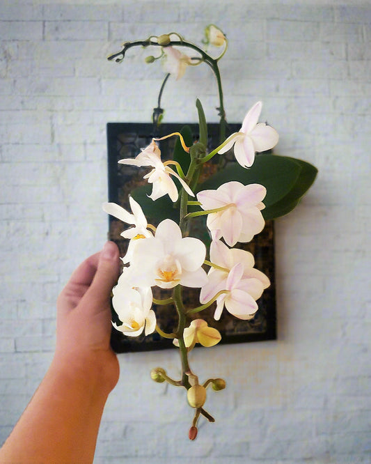 Care, Rehabbing and Mounting of Orchids Workshop at H2O Salon 04/05/2025