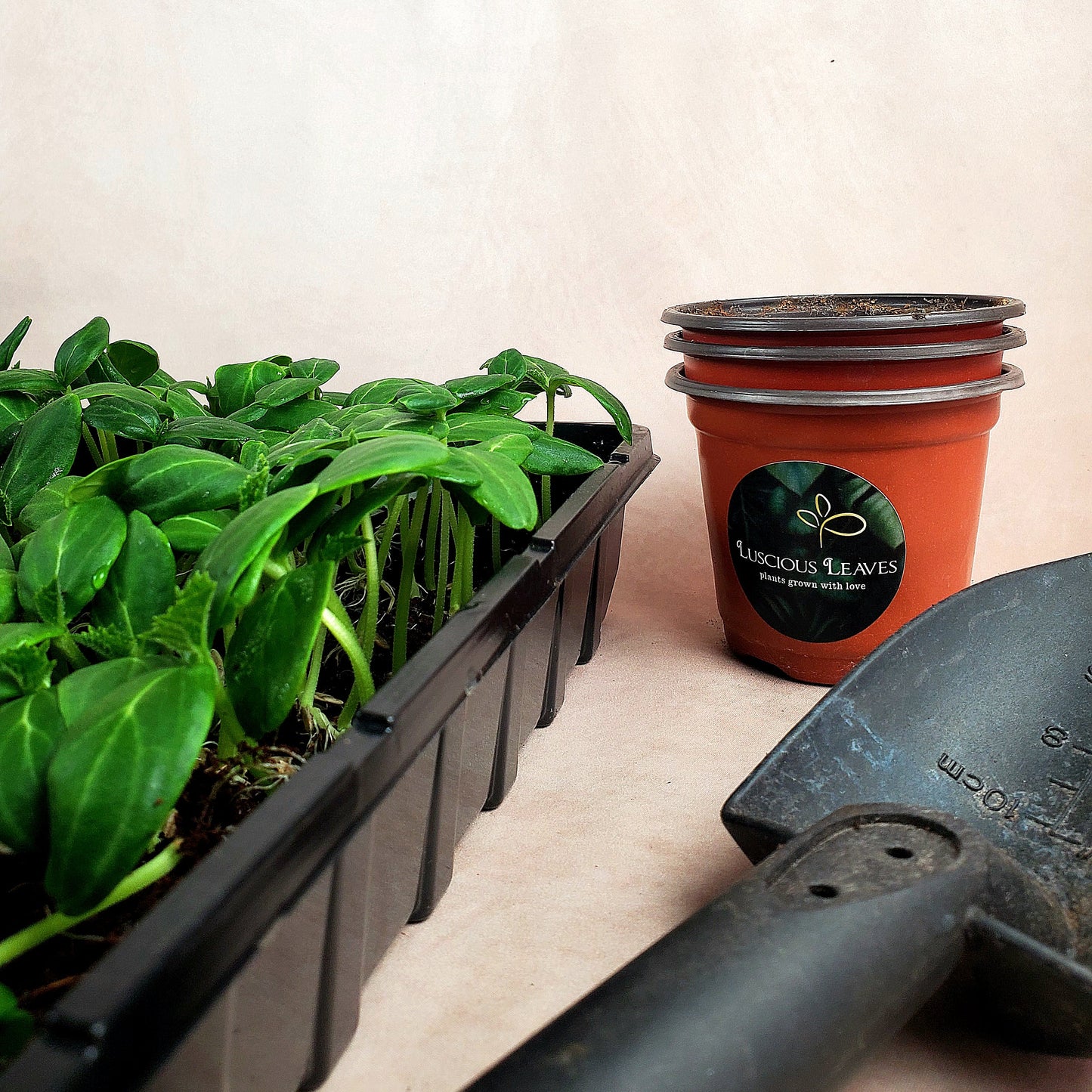 Seed Starting Workshop | March 5 | The Literary Book Bar