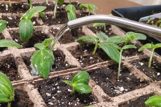 Seed Starting Workshop and Fundraiser At Harvest Market 3/29/2025