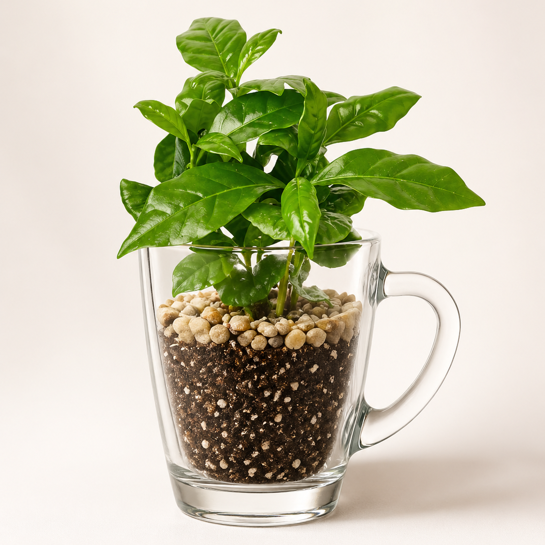 Coffee Plant Mug Planter