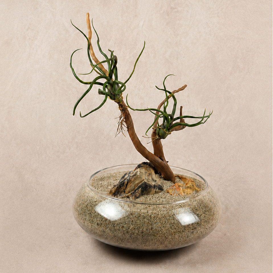 Air Plant Serenity Garden Workshop | June 28 | Espresso Royale