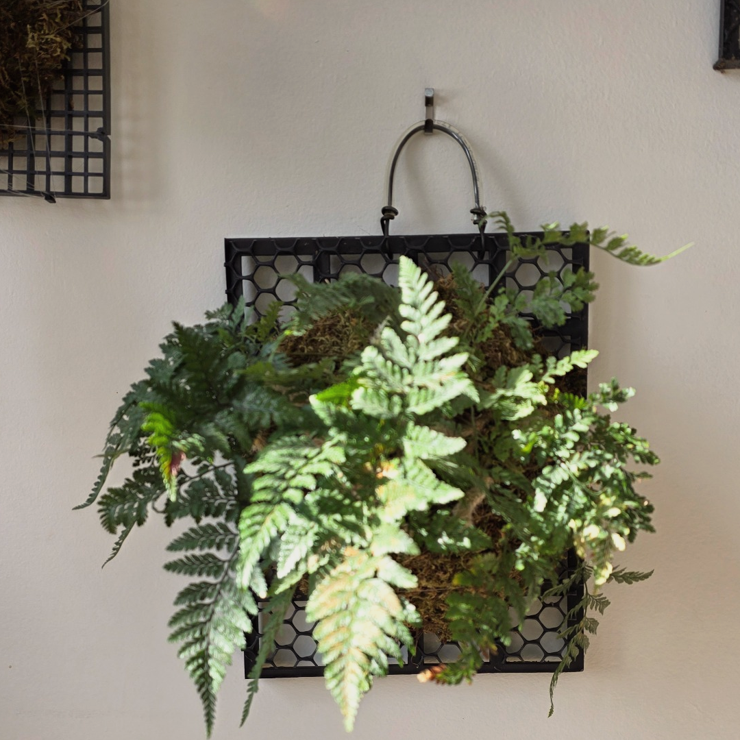 Plant Setup & Placement Consult (In-Home or On-Site) 🌿