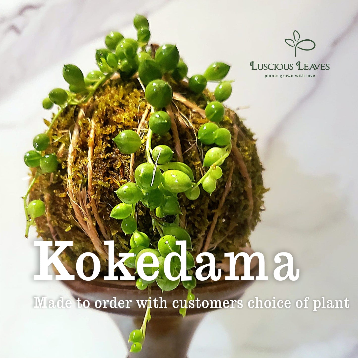 Kokedama Workshop at H2O Salon 03/23/2025