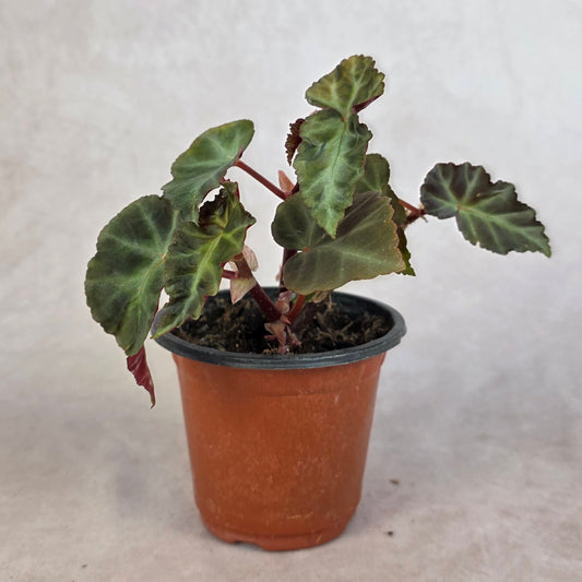Begonia ‘Grey Feather’