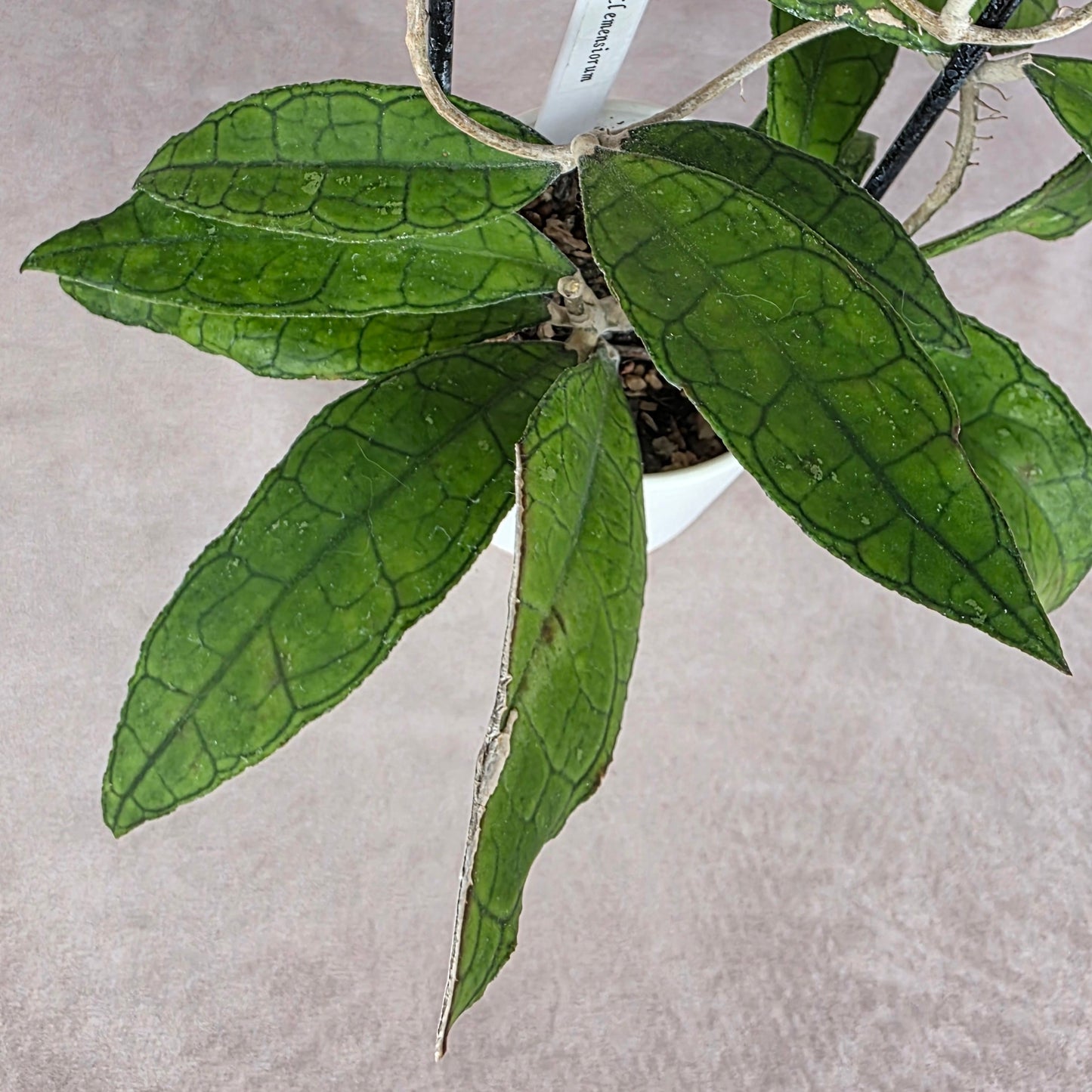 Hoya Clemensiorum š¾