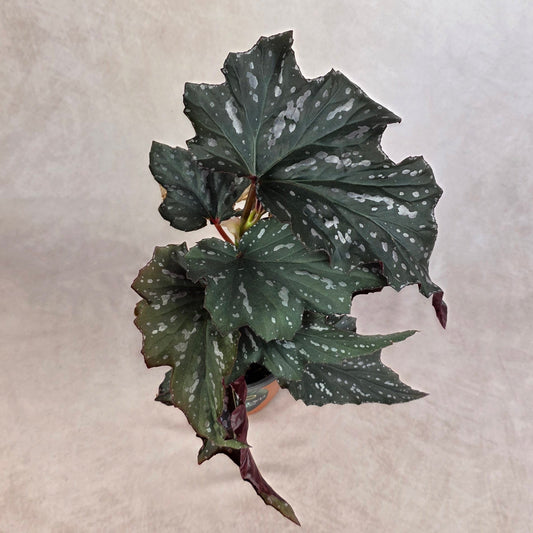 Begonia ‘Sophie Cecile’