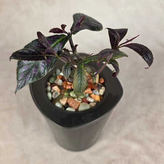 Persian Shield