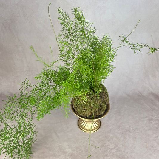 Foxtail Fern Kokedama in Gold Urn