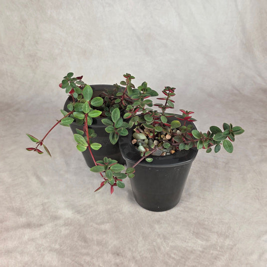 Peperomia ‘Red Log’ (Peperomia verticillata) 🐾