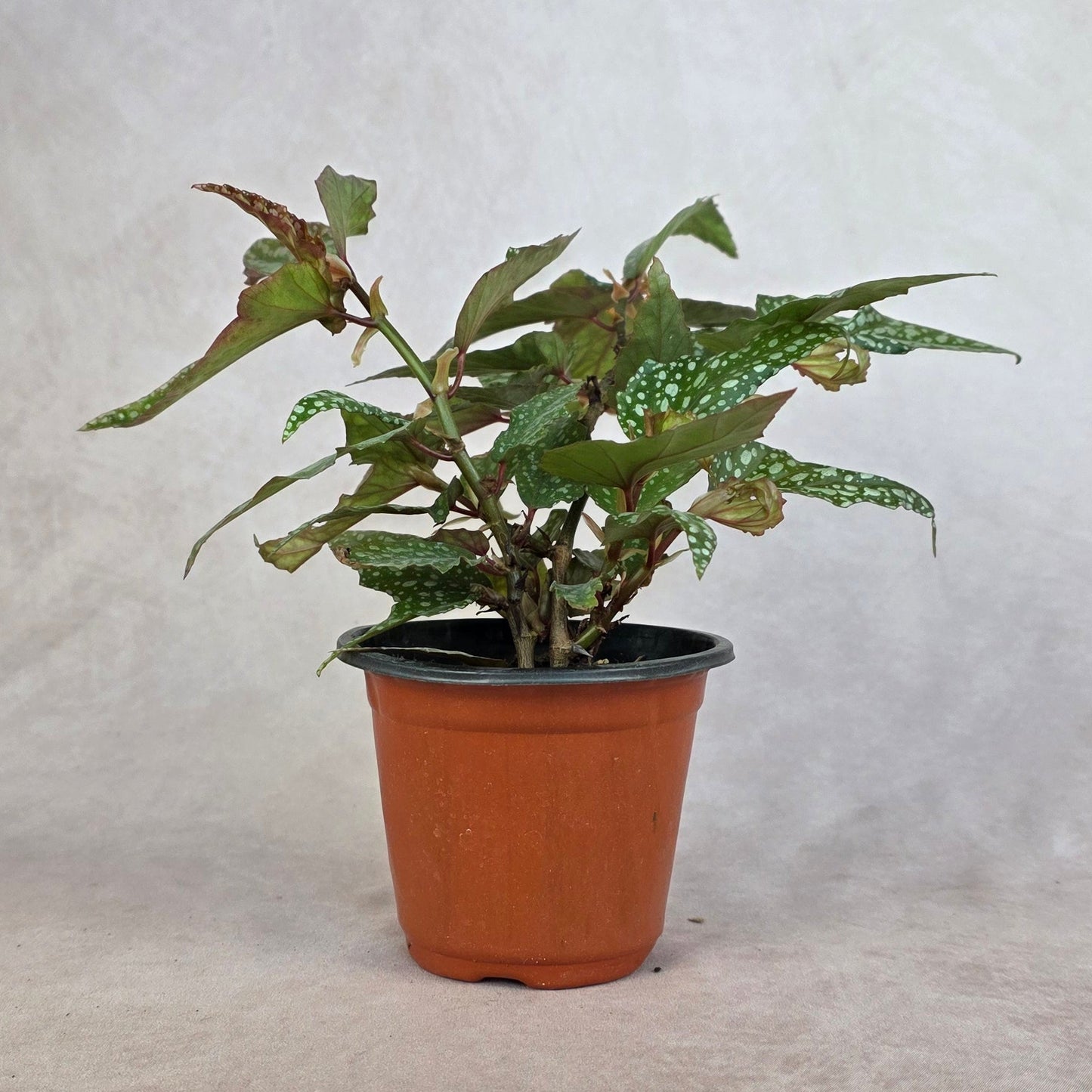 Begonia ‘Medora’