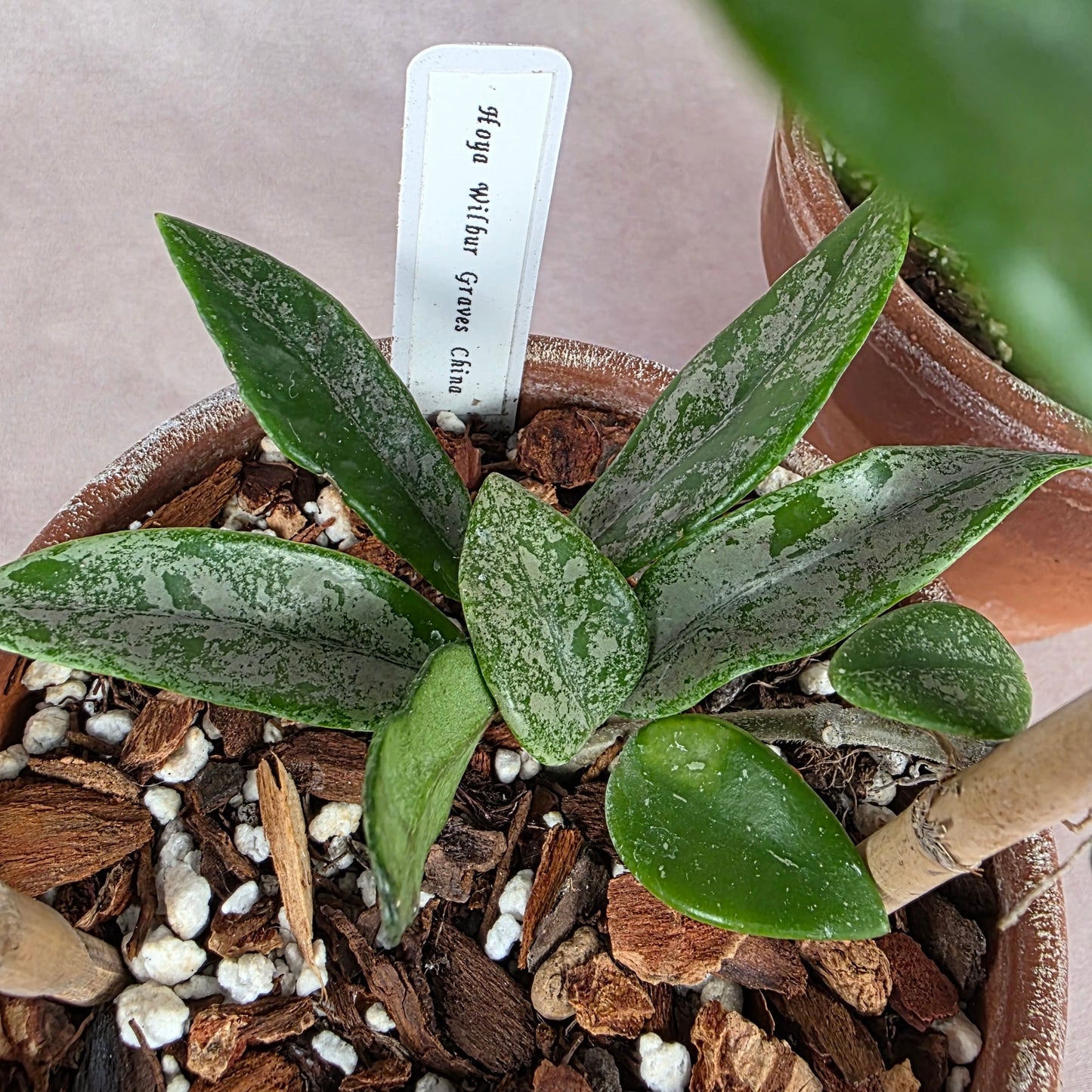 Hoya Wilbur Graves (China) š¾