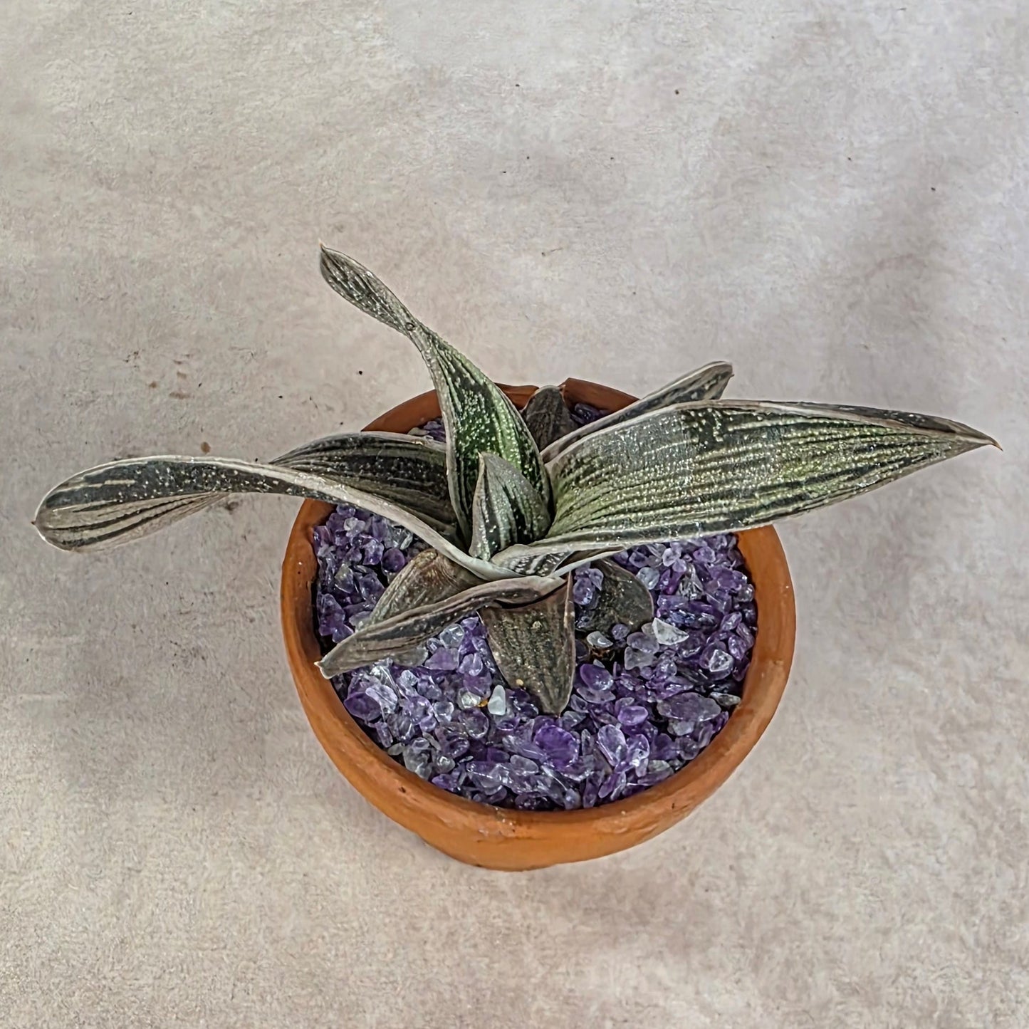 Gasteria ‘Little Warty’