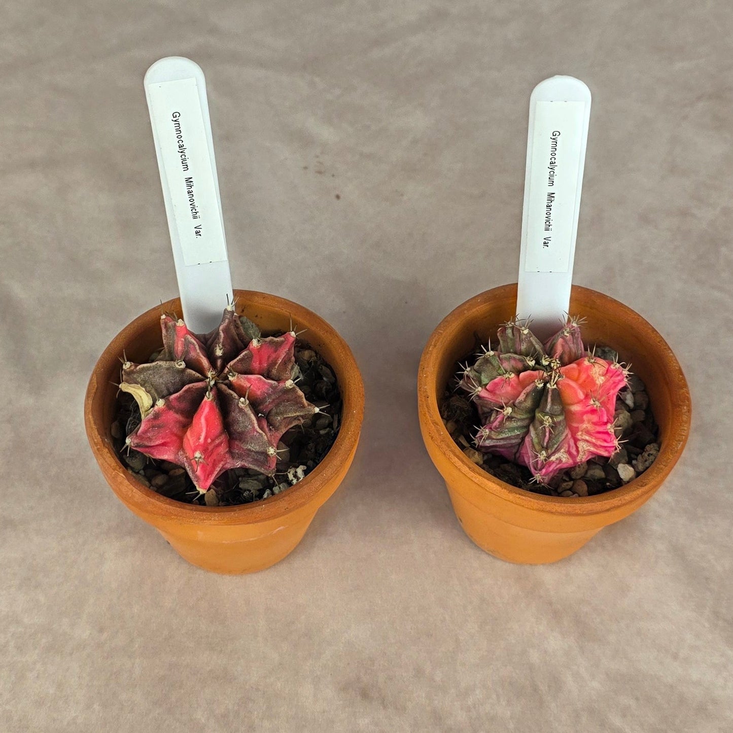 Gymnocalycium mihanovichii Variegata