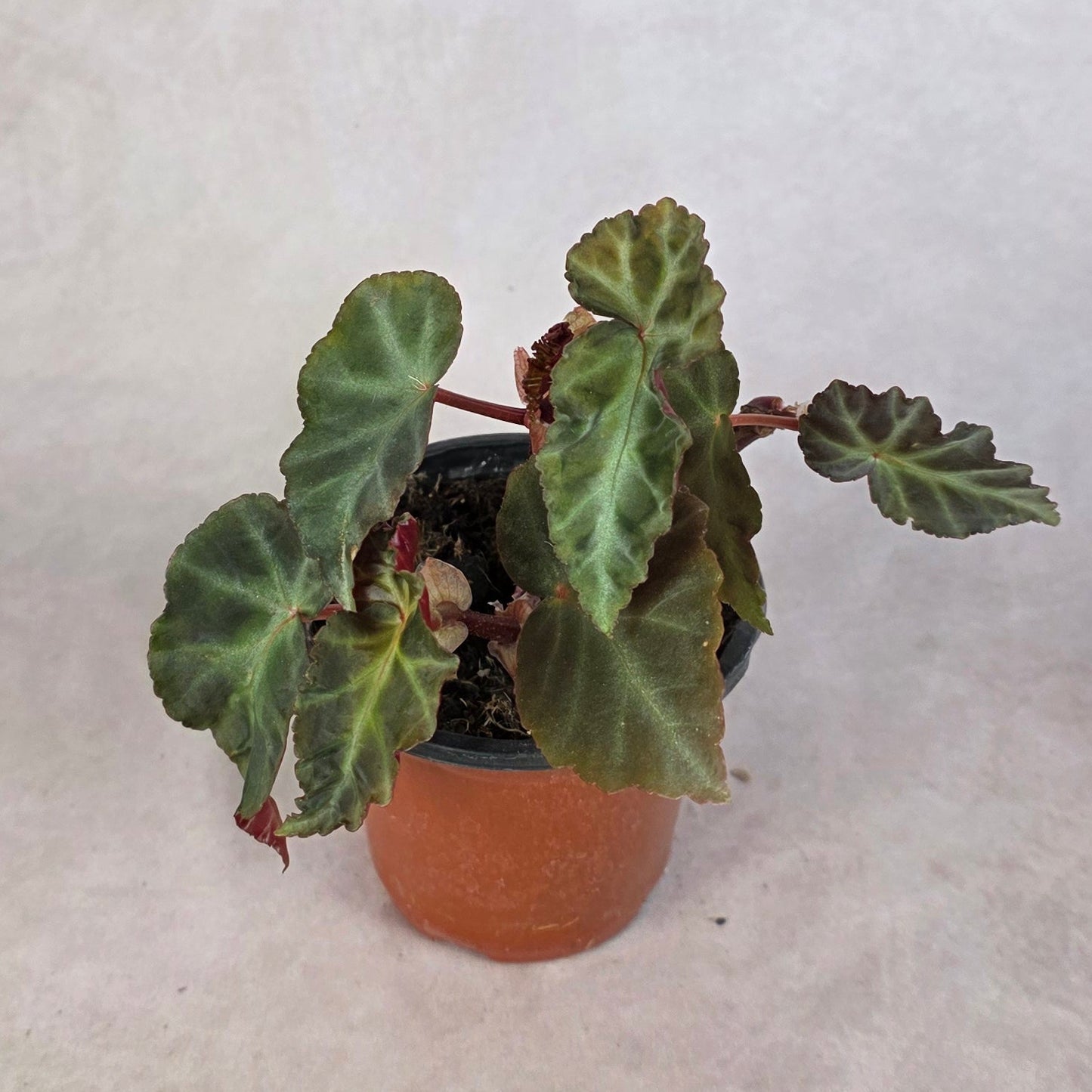 Begonia ‘Grey Feather’