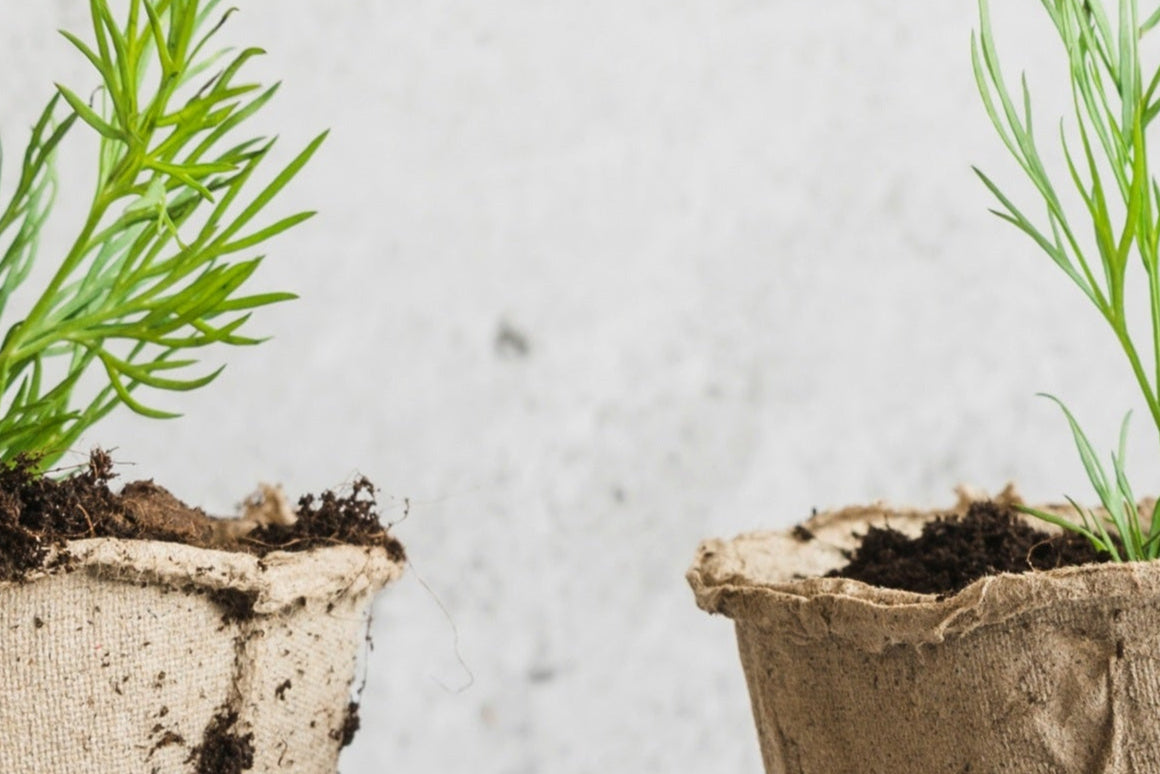 Seed Starting Workshop and Fundraiser At Harvest Market 3/29/2025