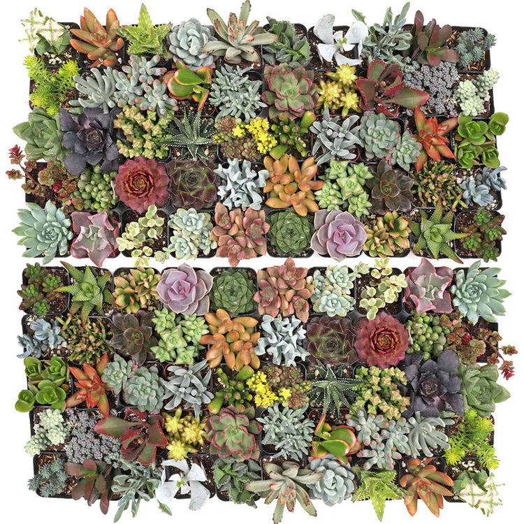 Succulents