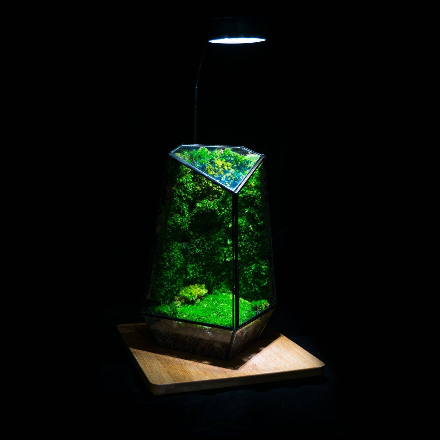 Glass Display Terrarium