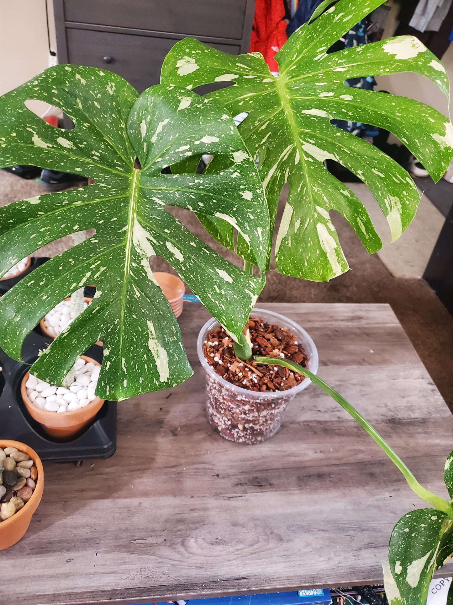 Monstera Thai Constellation