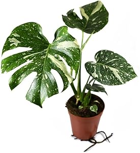 Monstera Thai Constellation