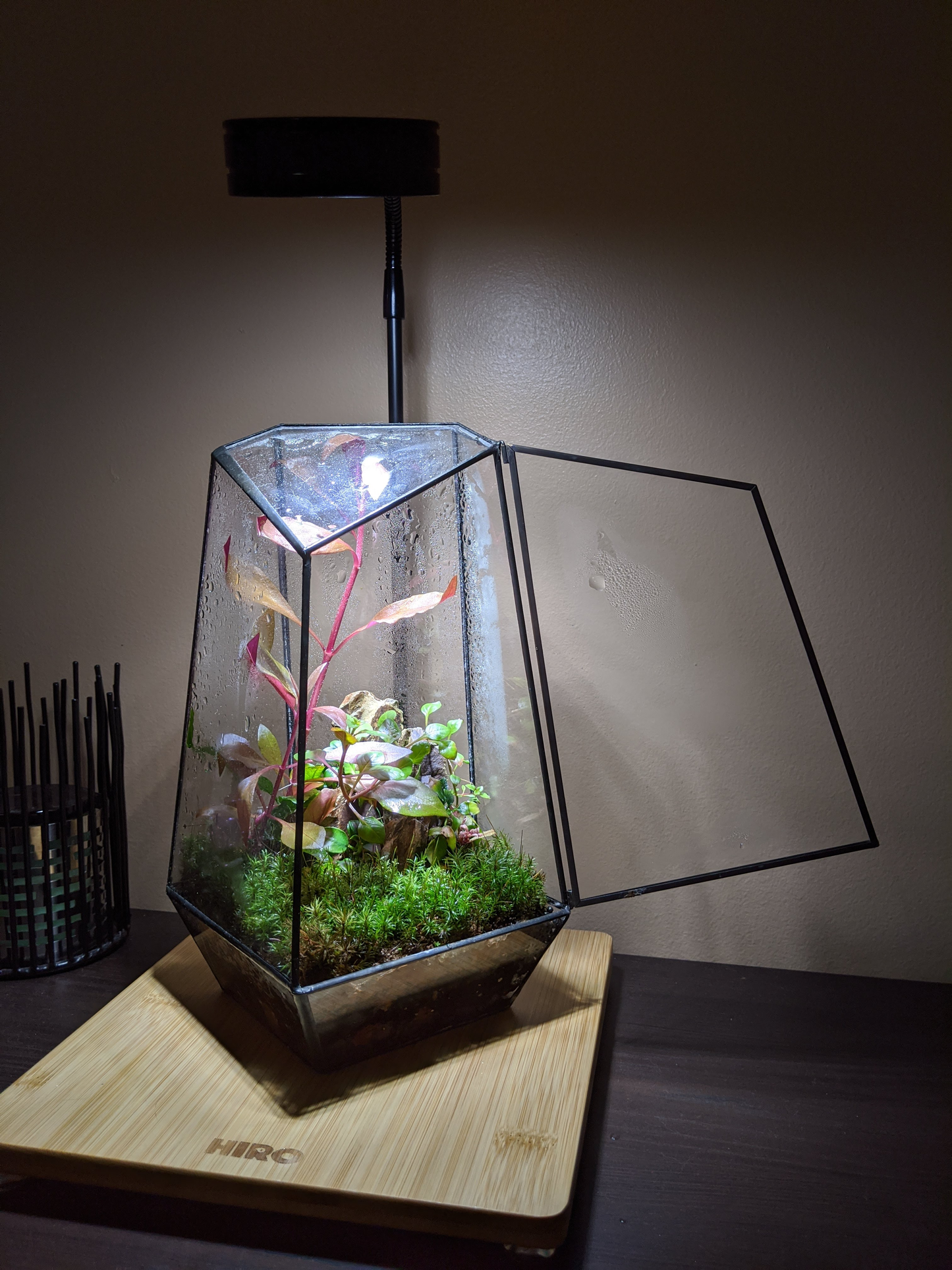 Glass Display Terrarium