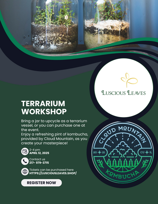 Terrarium workshop at Cloud Mountain Kombucha 4/12/25
