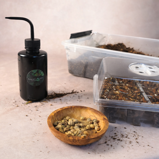 Seed Starting Workshop | March 7 | Cloud Mountain Kombucha