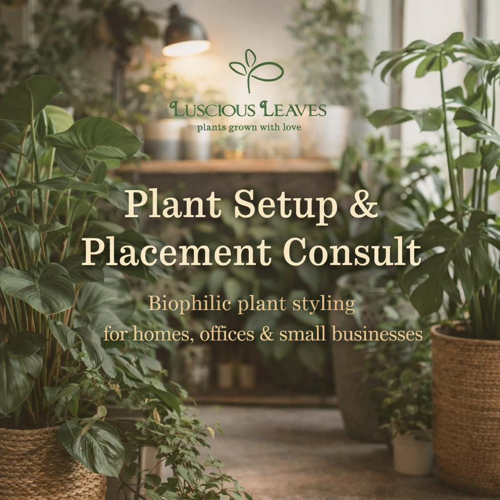 Plant Setup & Placement Consult (In-Home or On-Site) 🌿