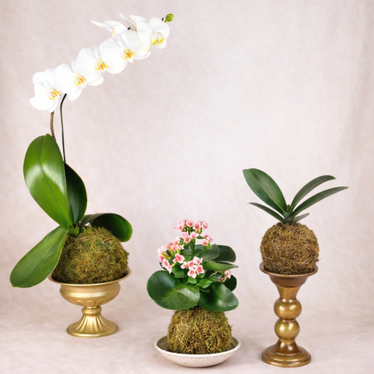 Kokedama Workshop | March 21 | Prairie Fruits Farm