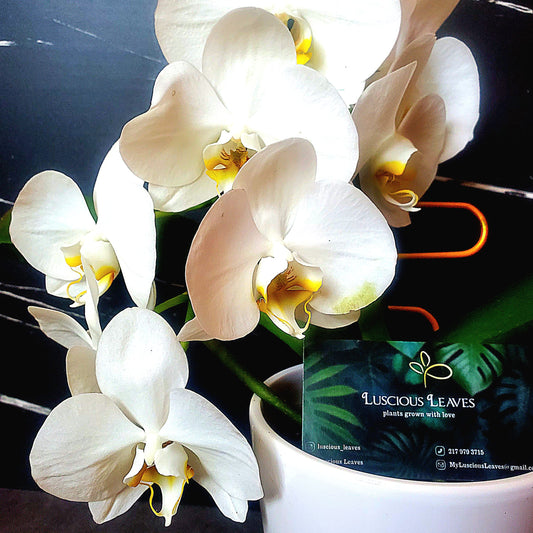 Care, Rehabbing and Mounting of Orchids Workshop at H2O Salon 04/05/2025
