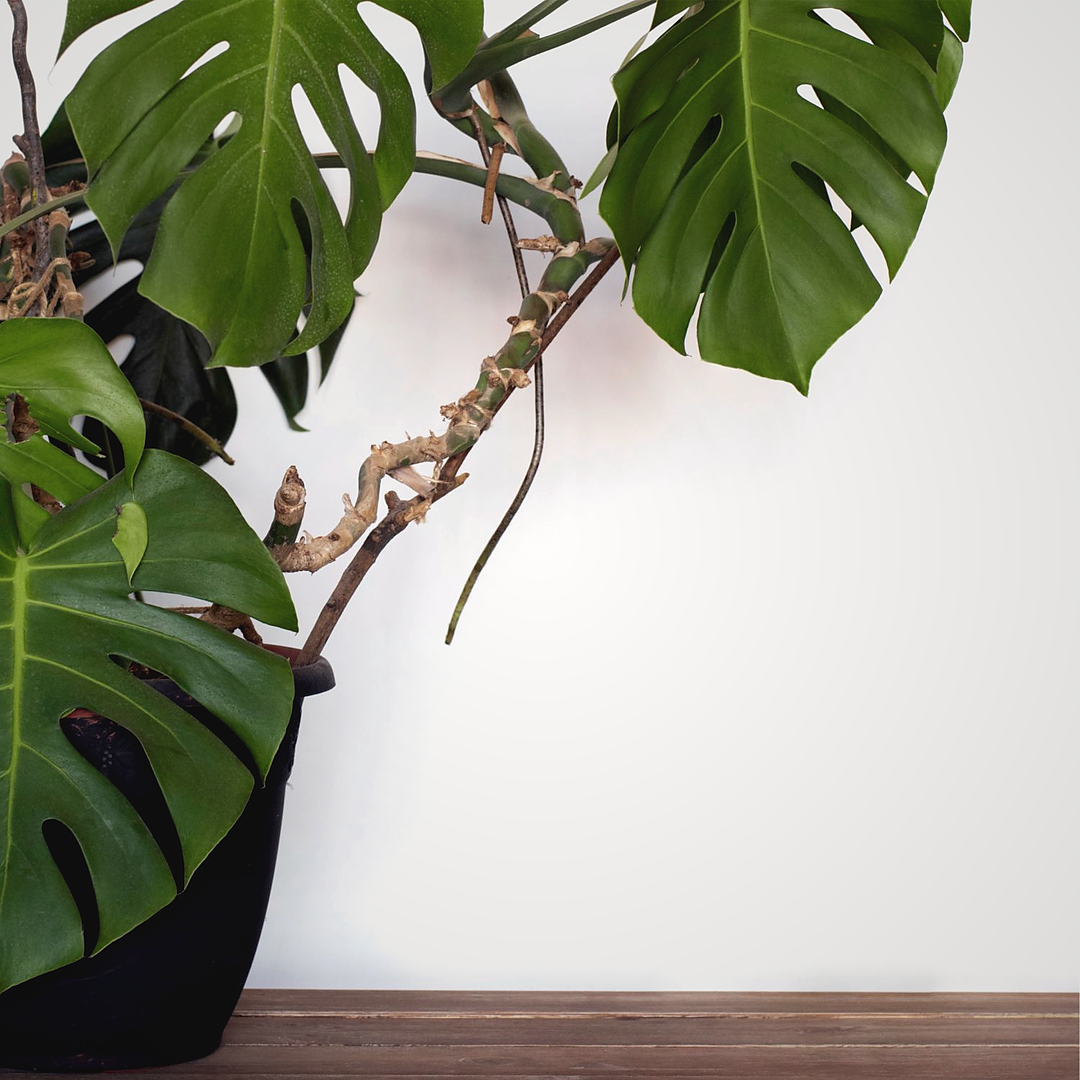 Plant Setup & Placement Consult (In-Home or On-Site) 🌿