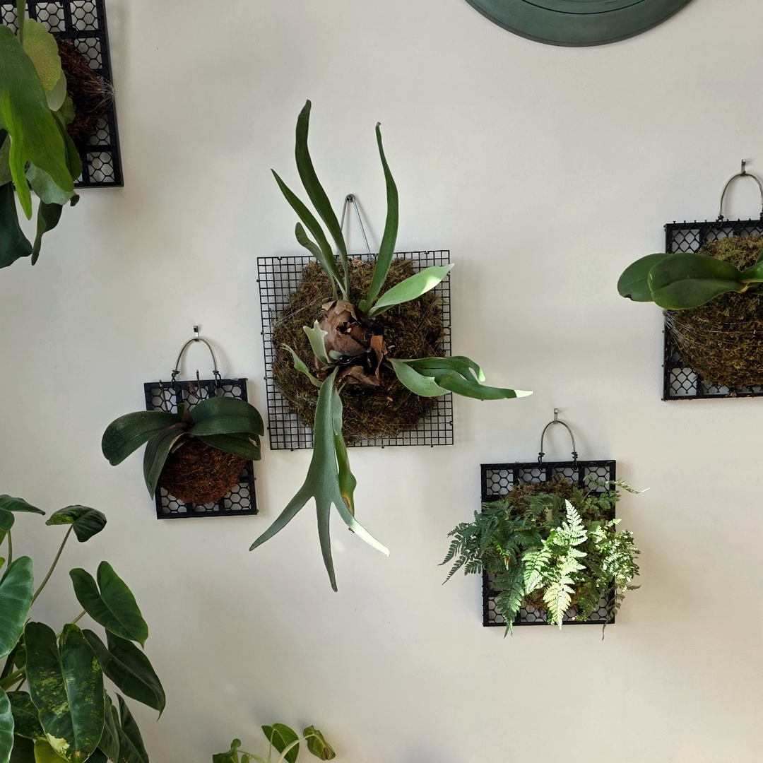 Mounted Botanical Art Workshop