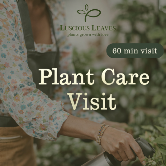 Plant Care Visit (60 Minutes)