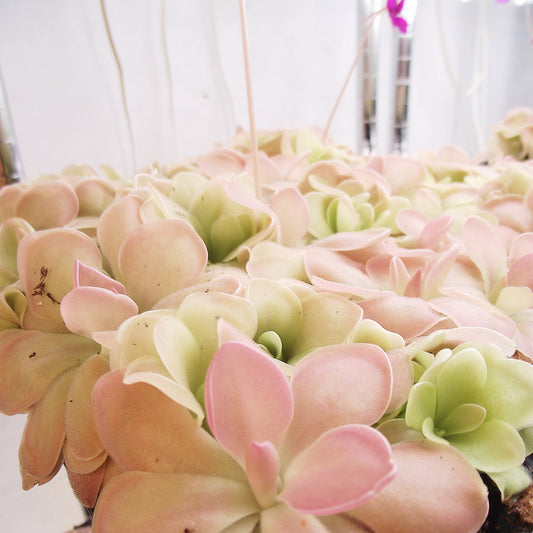 Floating Rock Garden (Pinguicula)