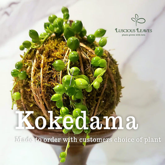Kokedama Workshop at H2O Salon 03/23/2025