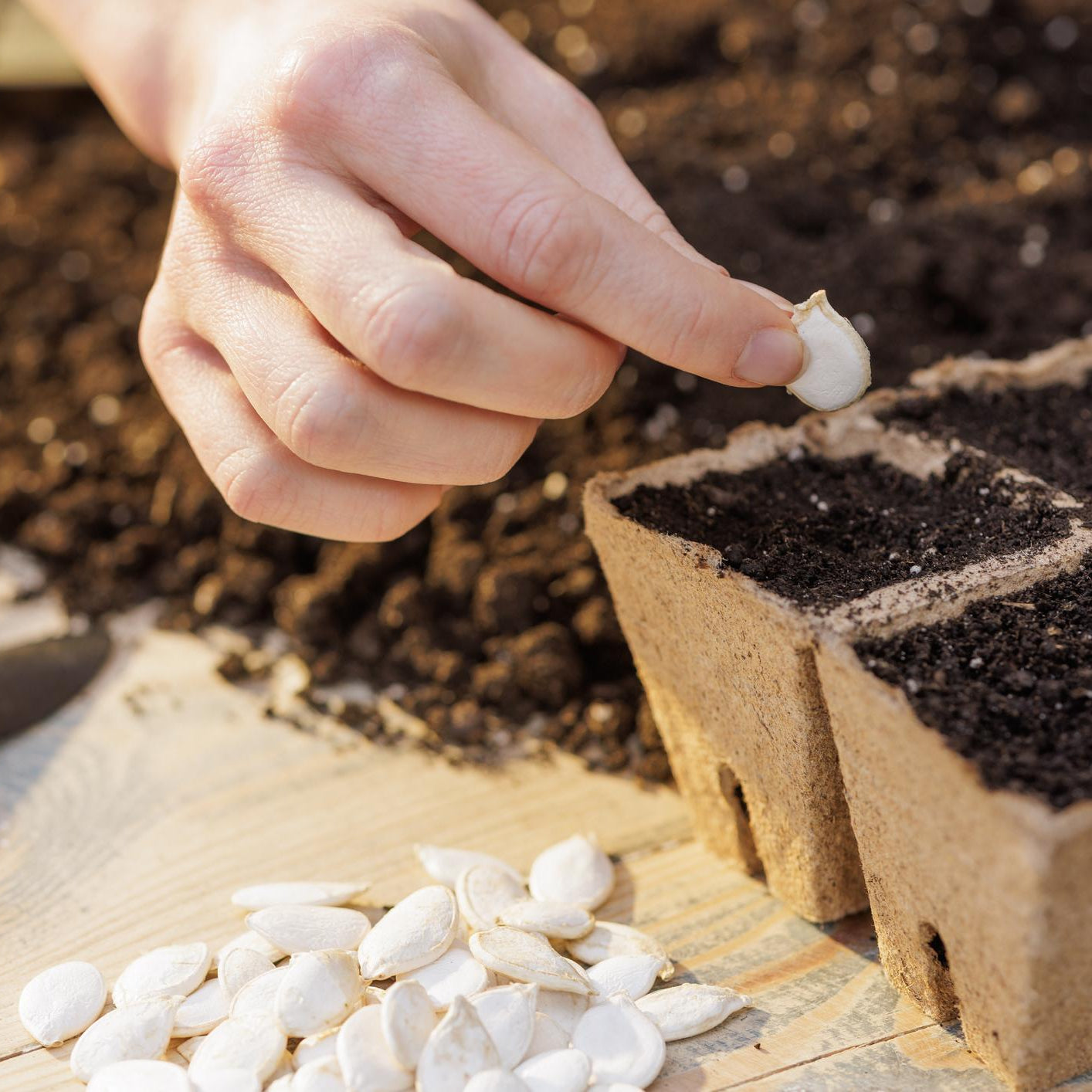 Seed Starting Workshop | March 5 | The Literary Book Bar