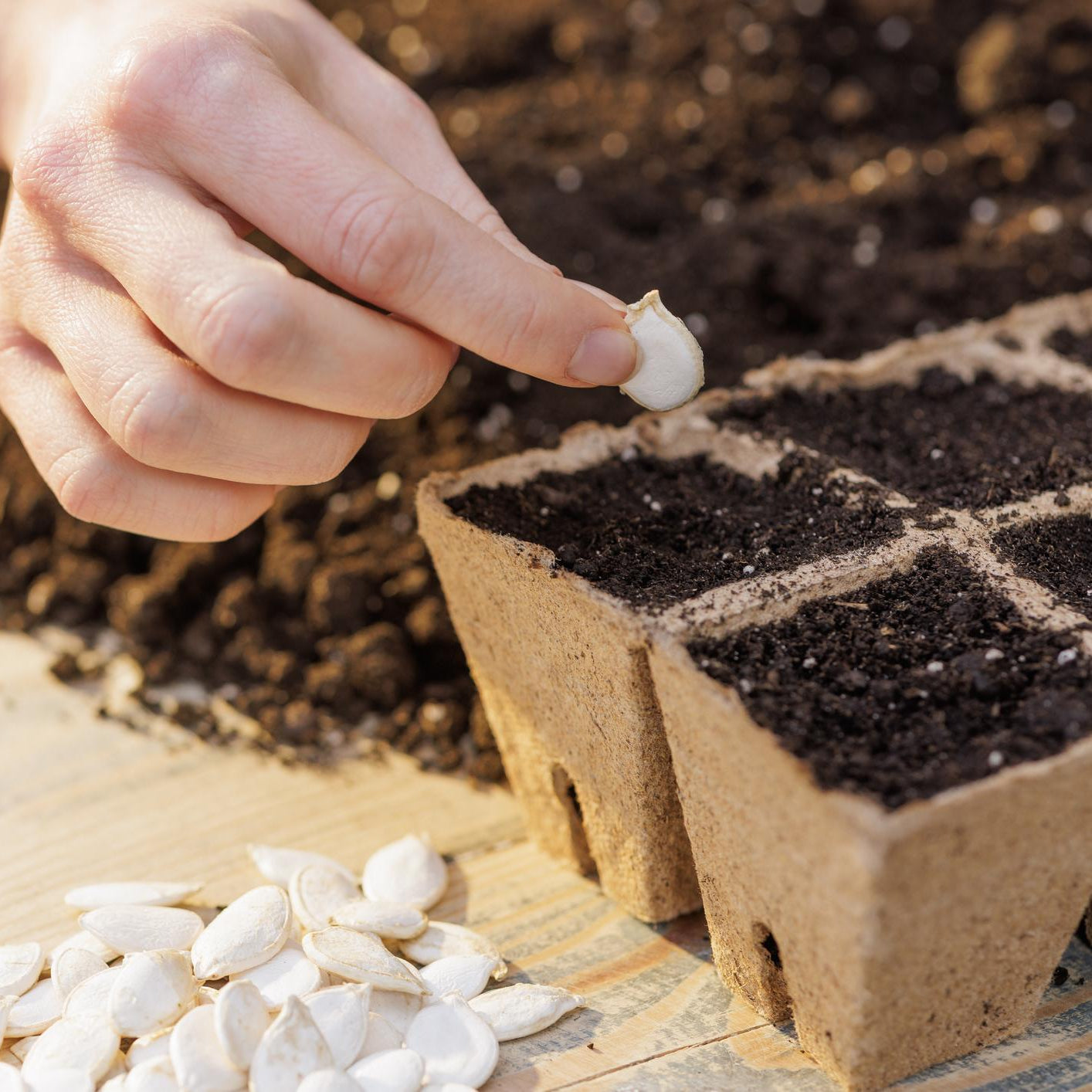 Seed Starting Workshop | March 7 | Cloud Mountain Kombucha