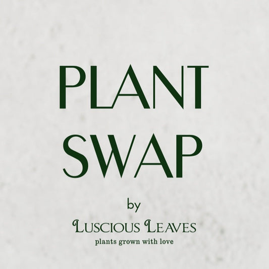 🌱 Savoy Plant Swap + Mini Workshop!