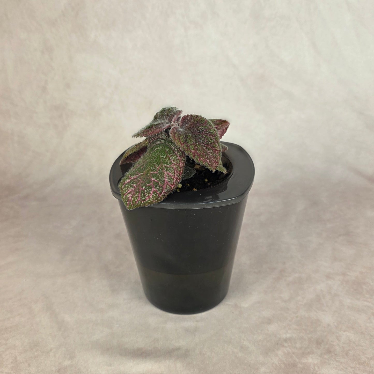 Episcia ‘Pink Gator’ 🐾