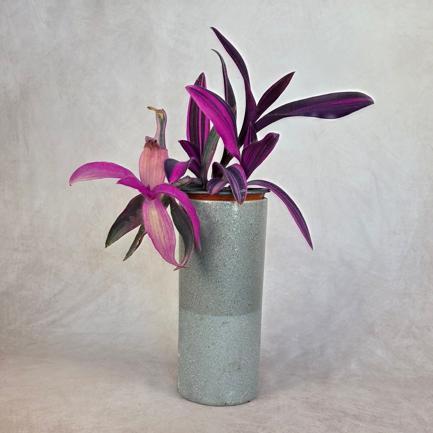 Variegated Purple Heart Plant