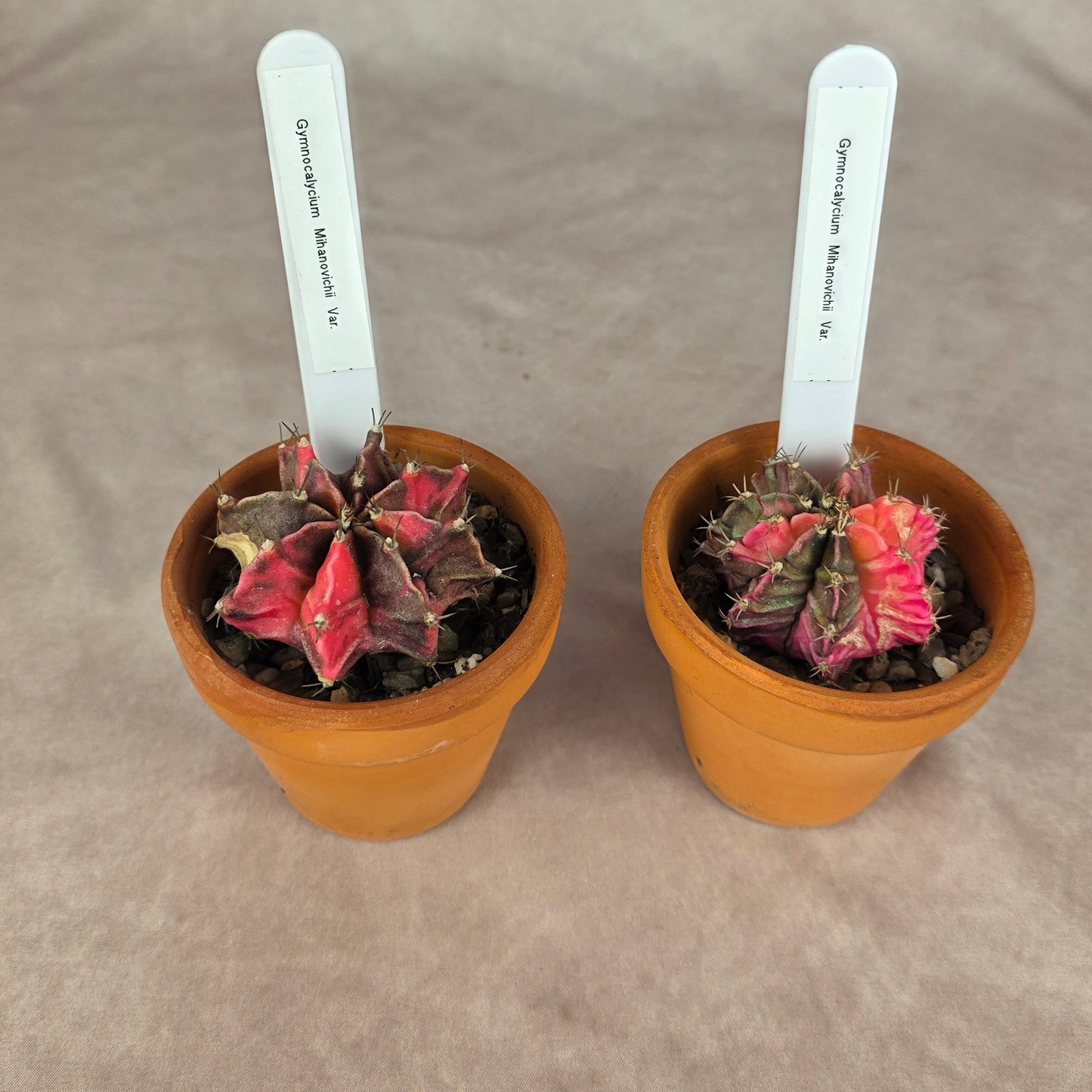 Gymnocalycium mihanovichii Variegata