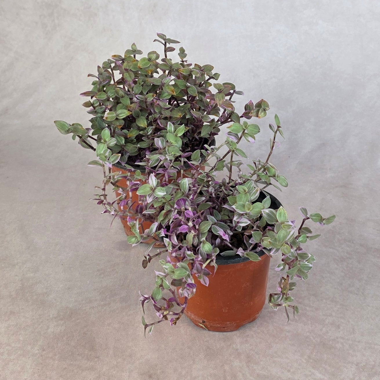 Callisia repens ‘Pink Panther’