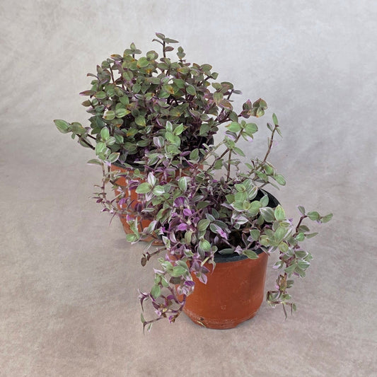 Callisia repens ‘Pink Panther’