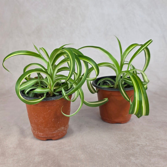 Curly Spider Plant ‘Bonnie’ 🐾