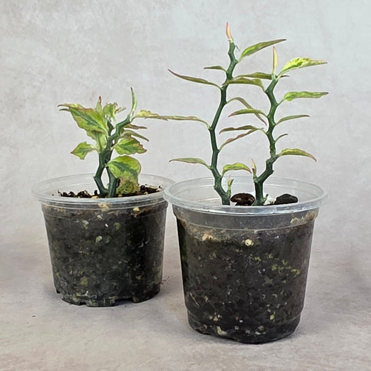 Variegated Devil's Backbone