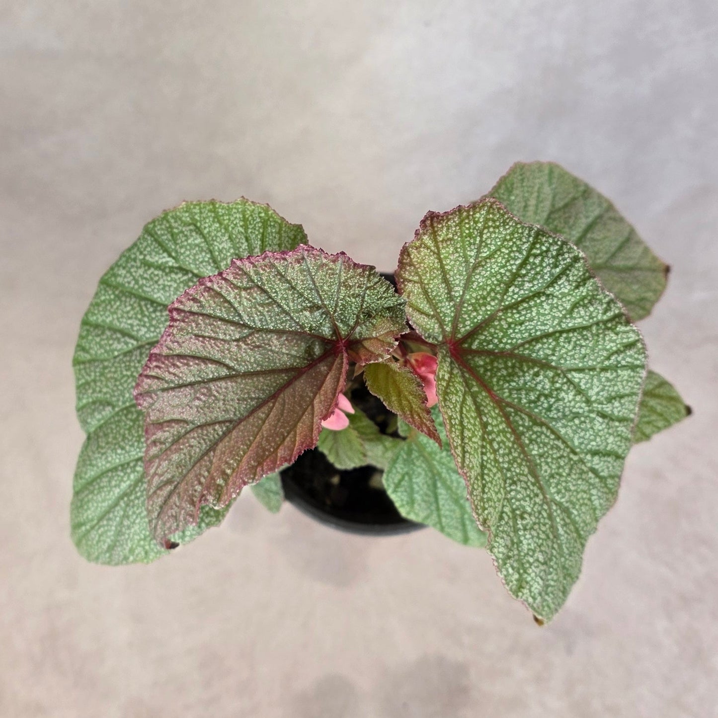 Begonia ‘Sinbad’