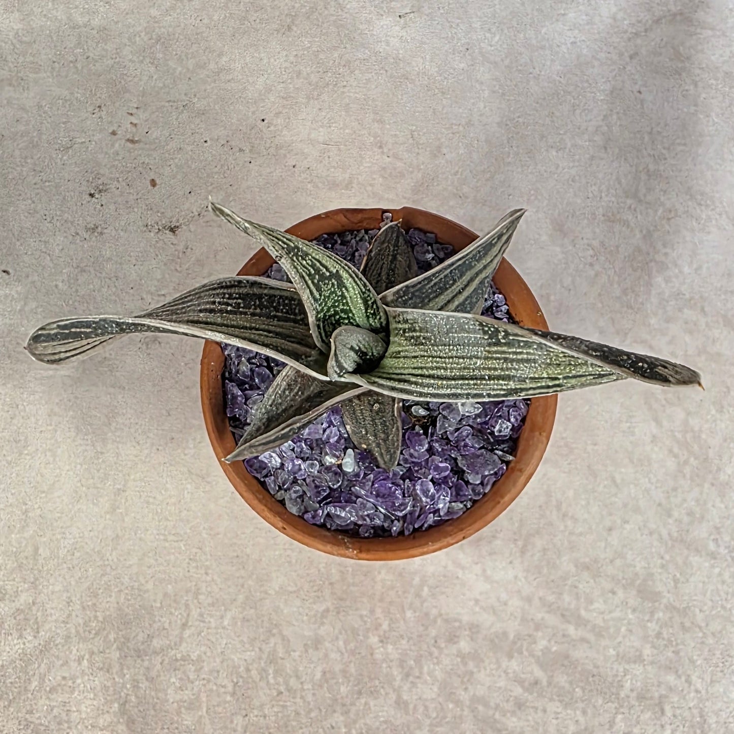 Gasteria ‘Little Warty’