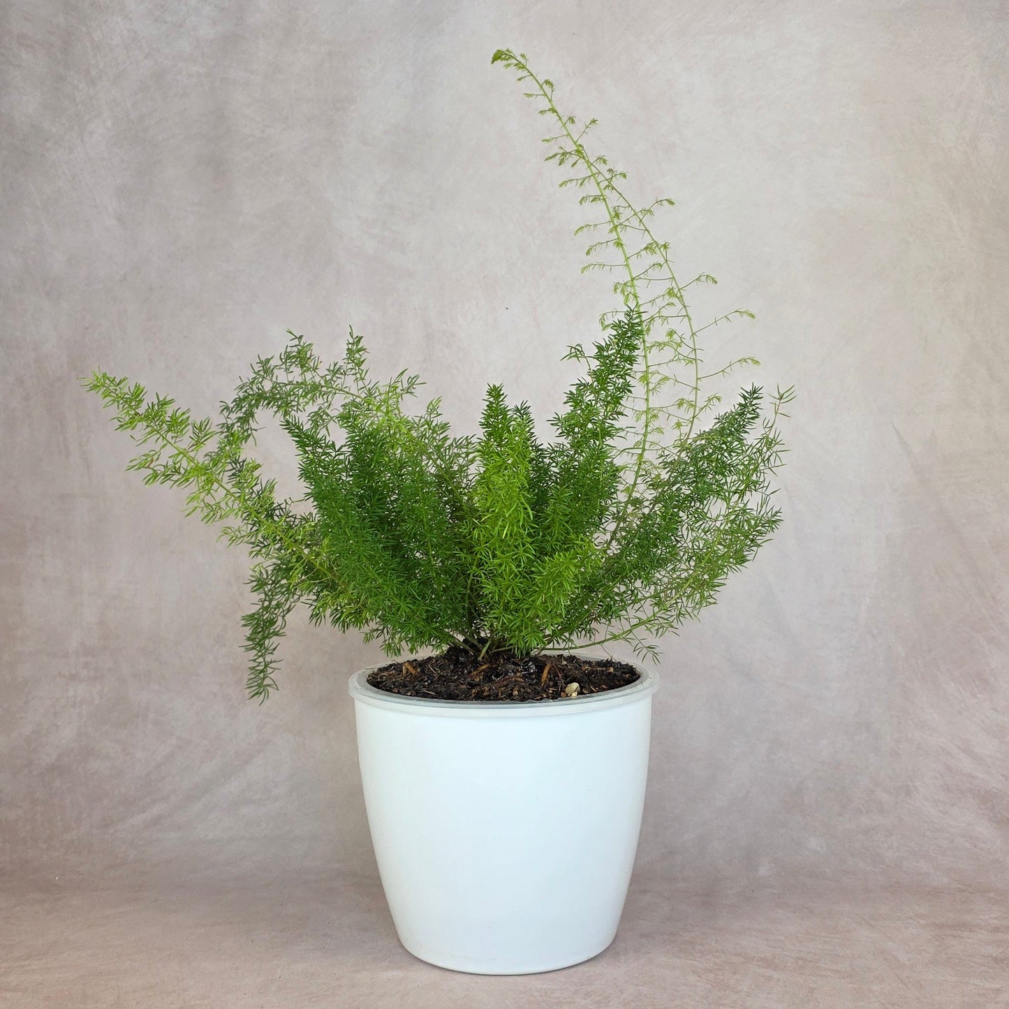 Foxtail Fern