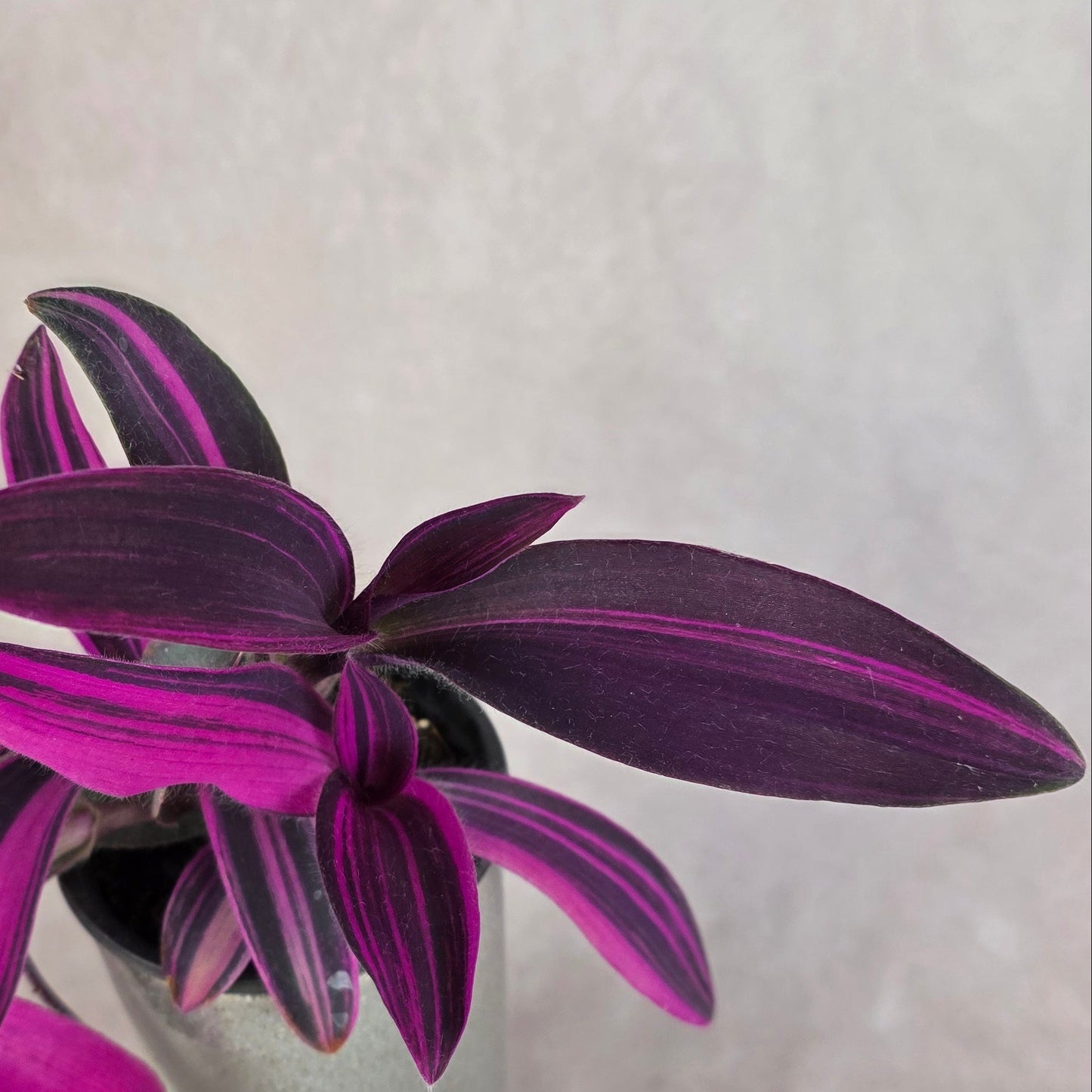 Variegated Purple Heart Plant